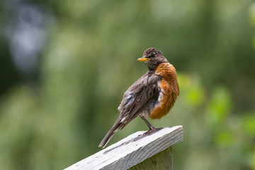 American Robin