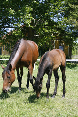 Mare and her foal in meadow