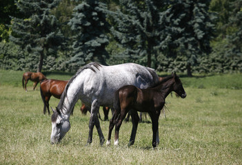 Obraz premium Thoroughbred mare and foal in pasture following mother.