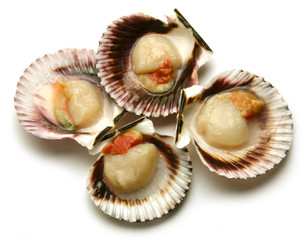 Pecten jacobaeus Jakobsmantel Mittelmeer-Pilgermuschel