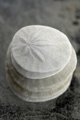 Sand Dollar.