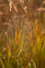 Spider web on a meadow at sunrise.