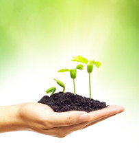 hand holding and caring a young green plant