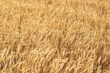 Close up of a wheat field