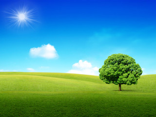 Obraz na płótnie Canvas Sunny and green meadow background