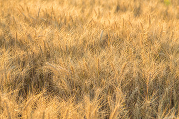 Close up of a wheat field
