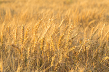 Close up of a wheat field