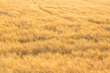 Close up of a wheat field