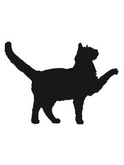 Katze marschiert stolziert herum