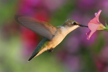 Fototapeta na wymiar Ruby-throated Hummingbird
