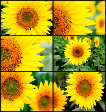 Many images with sunflowers