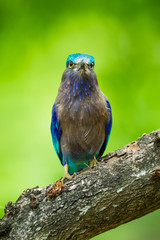 Portrait direction of  Indian roller(Coracias benghalensis)