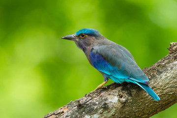 Side view of Indian roller(Coracias benghalensis)