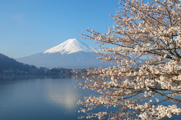 Mountain fuji in cherry blossom sakura season