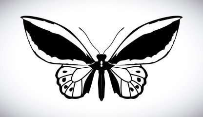Butterfly design