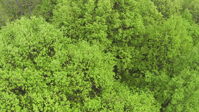 Flight over the wood with green krone    .Aerial  top view