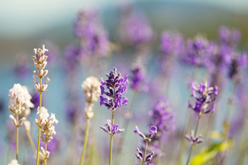 Fototapeta na wymiar Lavender Flowers in bright day light during summer