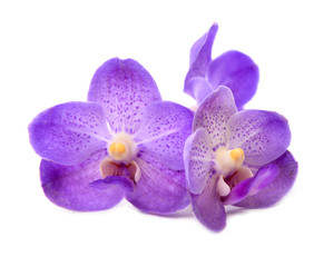 Fototapeta na wymiar beautiful blooming orchid