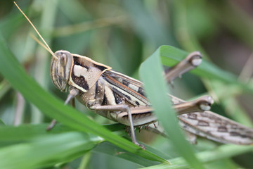 Macro of brown grasshopper perched on leaf.