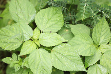 Green leaf in the garden.