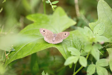 Brown butterfly on green leaves.