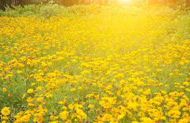 chrysanthemum garden