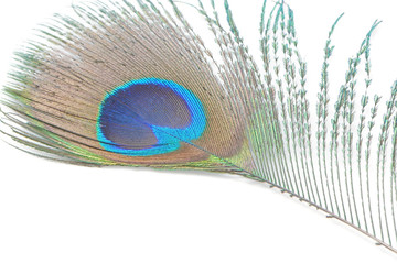 Fototapeta premium green Peacock feathers