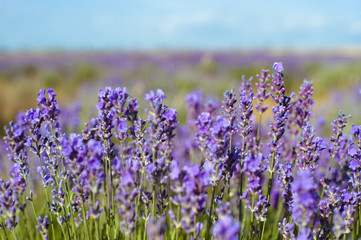 Fototapeta premium Close-up detail of lavender field