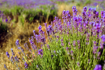Obraz premium Close-up detail of lavender field
