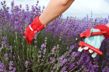 Close-up of pruning lavender