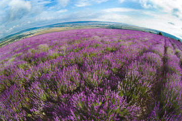 Plakat Lavender field in the summer