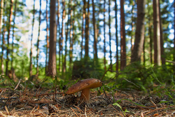 Ранний подберезовик