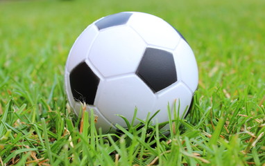 Fototapeta premium Small stress ball lying on the green grass