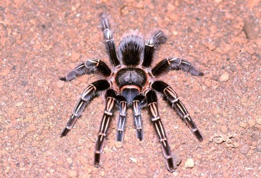 タランチュラ Images Browse 107 Stock Photos Vectors And Video Adobe Stock