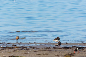 Oystercatcher on a beach