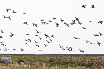 Barnacle goose flying