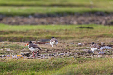 Oystercatcher