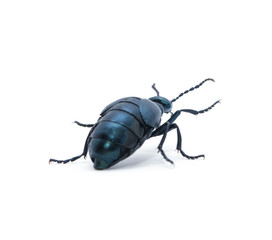 Beetle