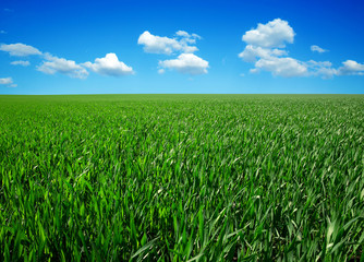 green field