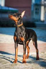 Doberman pincher