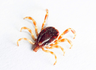 tick