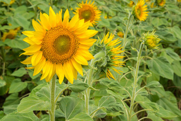 Fototapeta premium Sunflowers