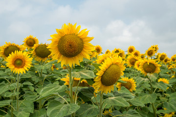 Fototapeta premium Sunflowers
