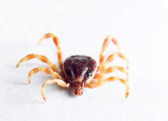tick