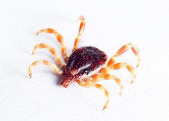 tick