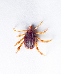 tick
