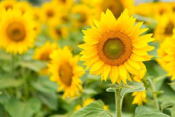 Sunflowers