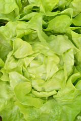 Close-up of green, fresh lettuce.