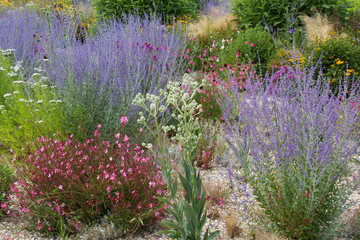 Wildblumenwiese in Wien