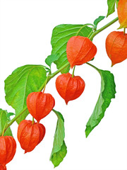 Branch of Chinese Lantern fruits